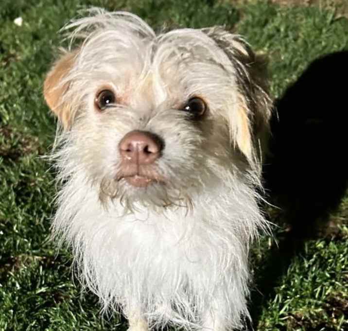 Photo of Ryker