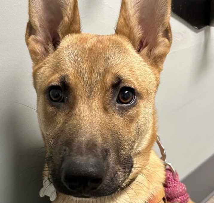 Photo of Scooby