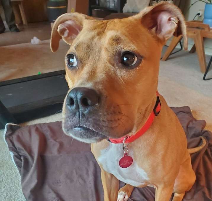 Photo of Rose