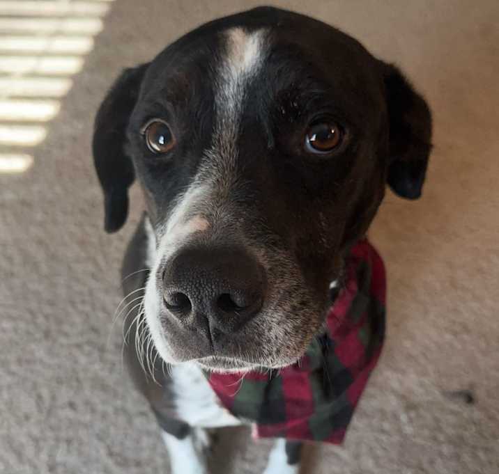 Photo of Badger