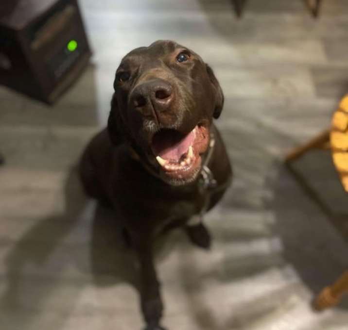 Photo of Pistol (in foster)
