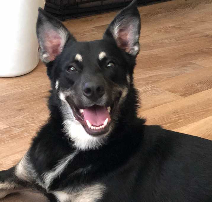 Photo of Dexter