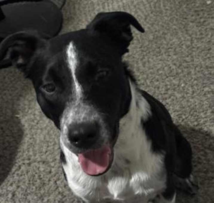 Photo of OREO
