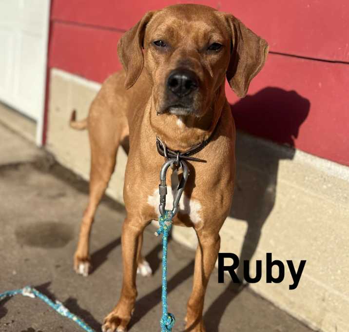 Photo of Ruby