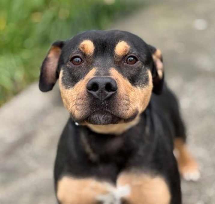 Photo of Konig A427614