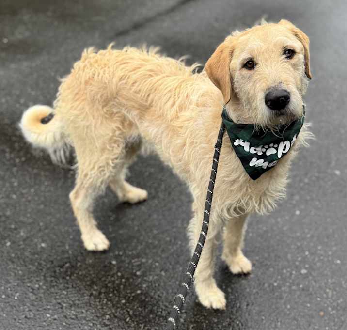 Photo of Milo