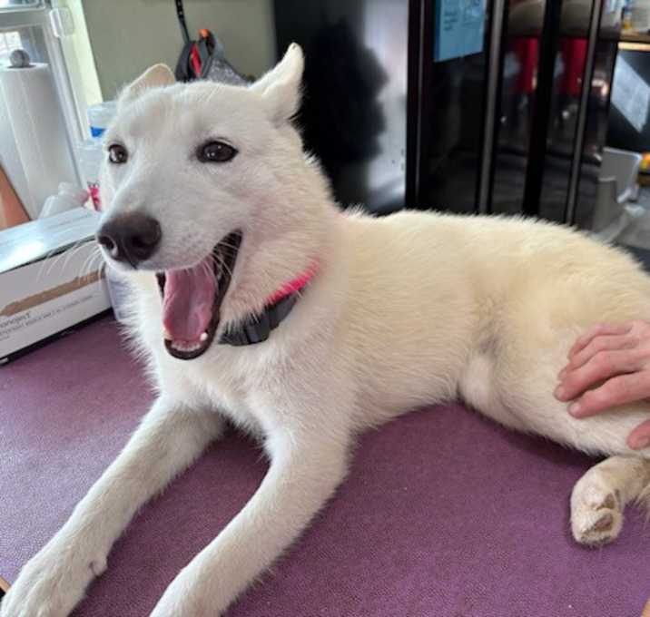 Photo of Riley