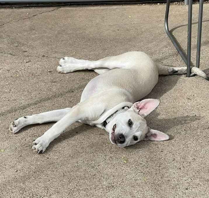 Photo of Ace