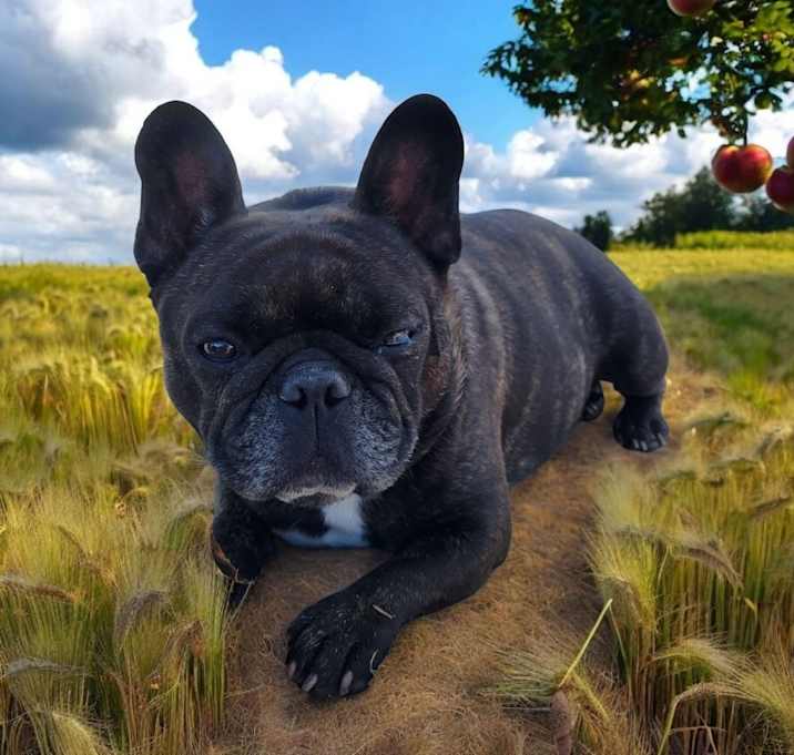Photo of Humphrey