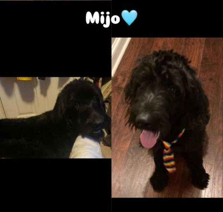 Photo of Mijo