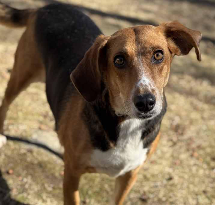 Photo of Dixie