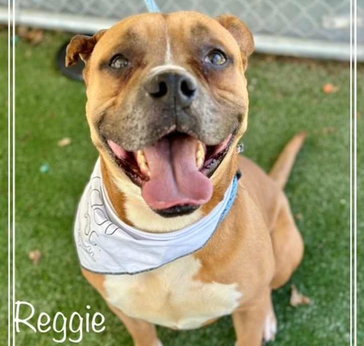 Photo of REGGIE - see video