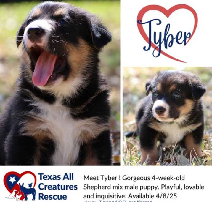 Photo of Tyber