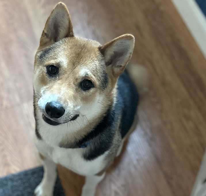 Photo of Rocko