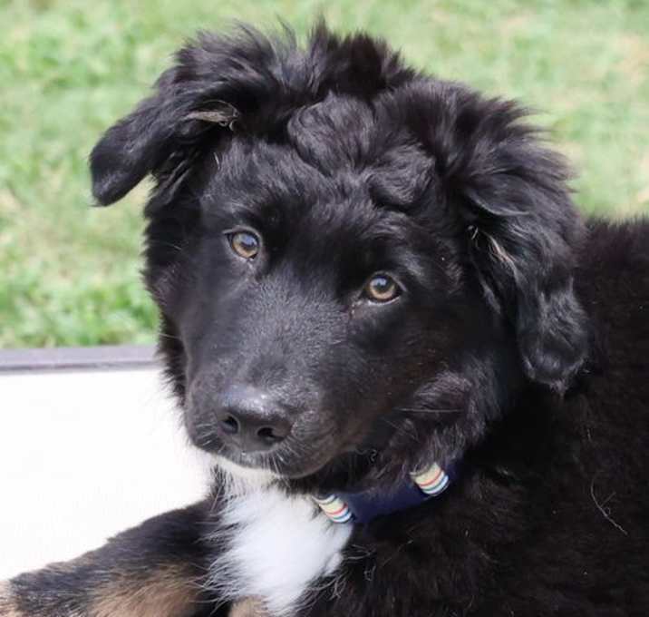 Photo of Baloo