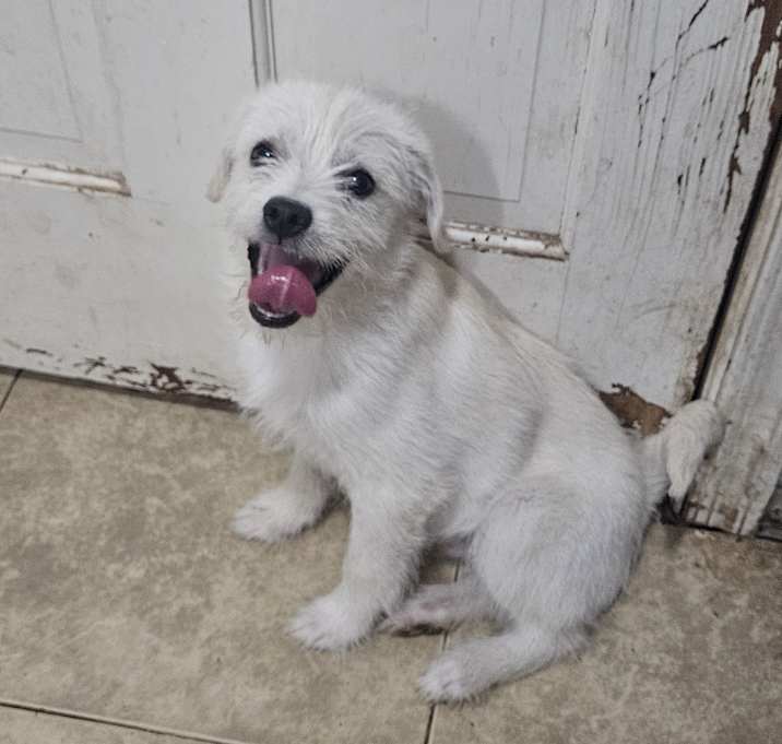Photo of Snowy