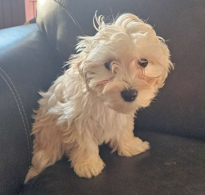 Photo of Watson