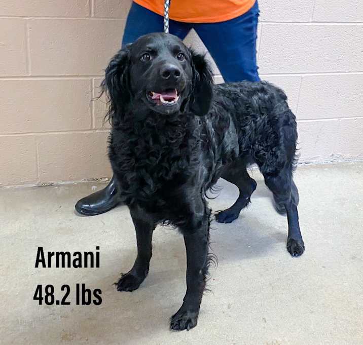 Photo of Aramani