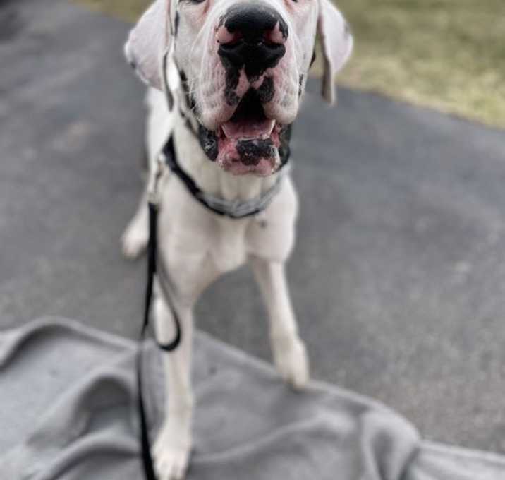 Photo of Beefcake