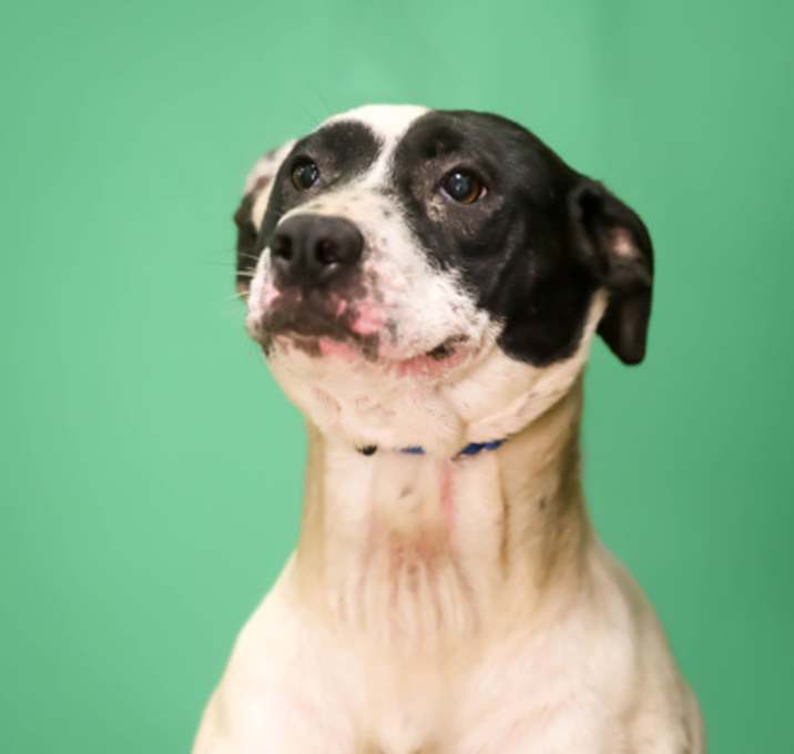 Photo of Daisy