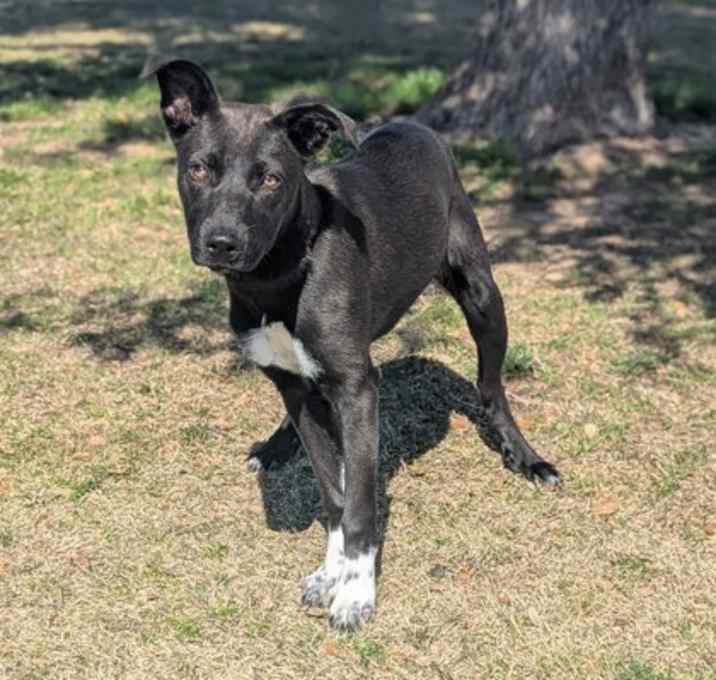 Photo of Tizzy