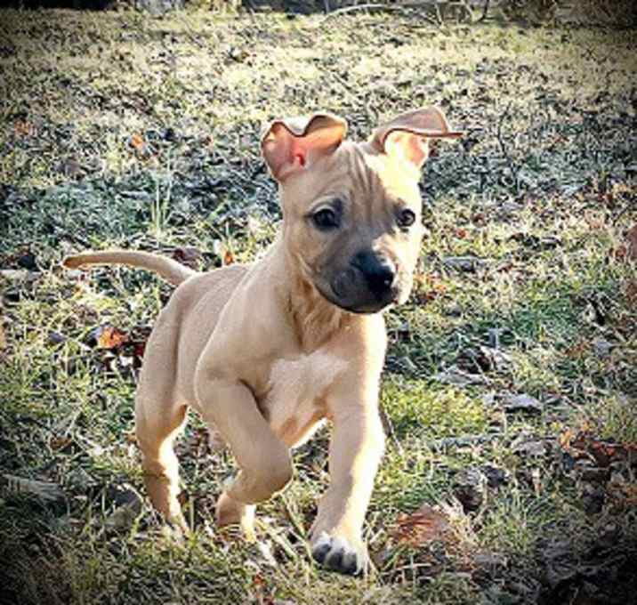 Photo of Thumper