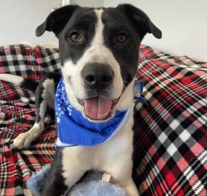 Photo of Buddy