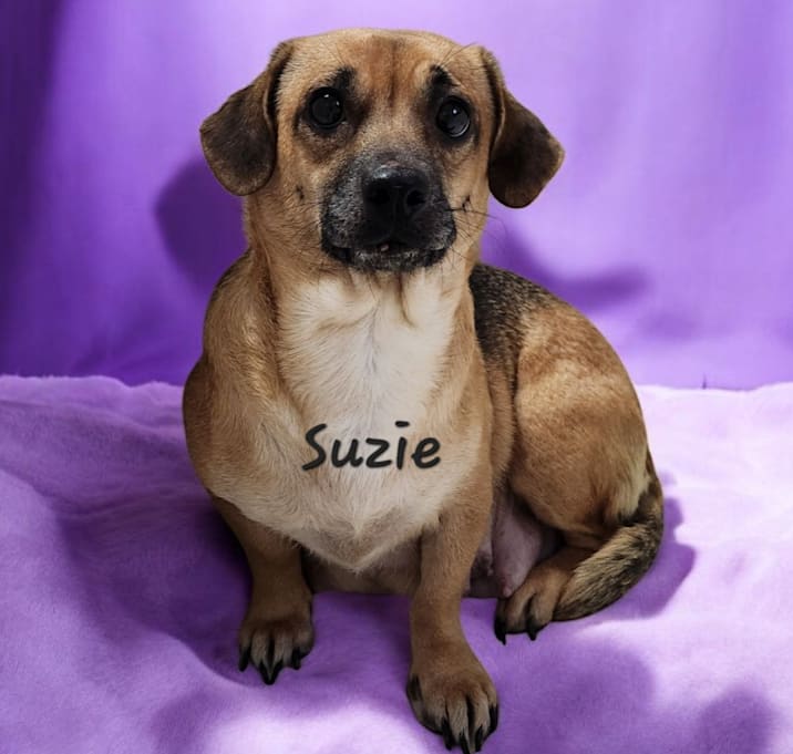 Photo of Suzie 2