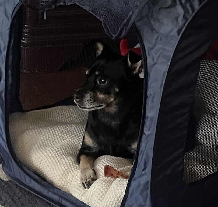 Photo of Teddy