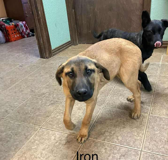 Photo of Iron