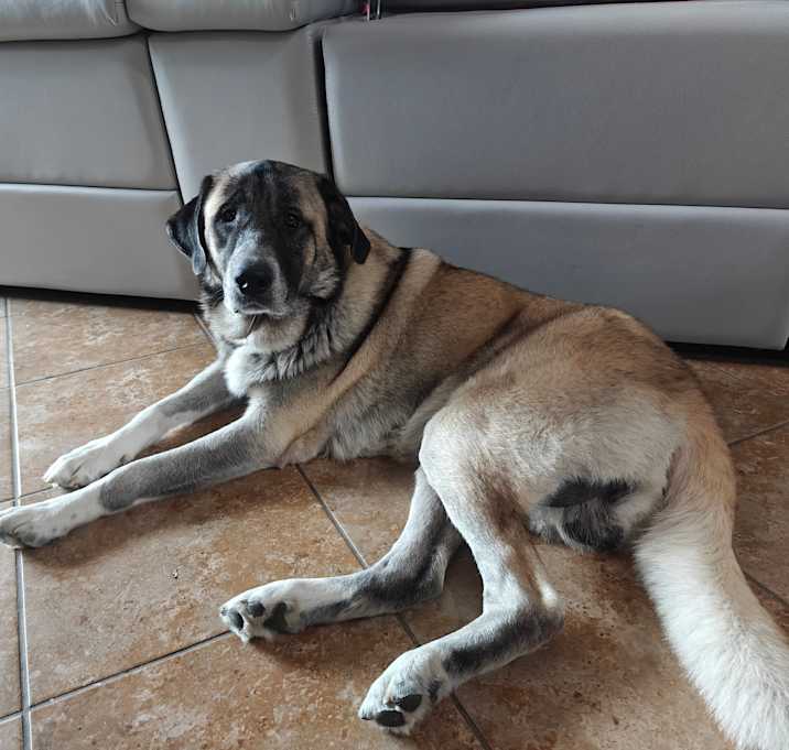 Photo of Niko