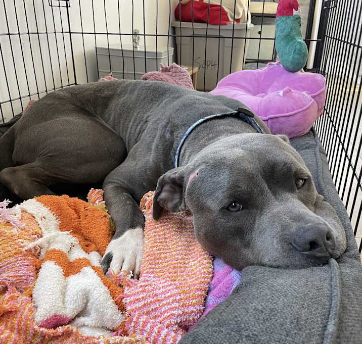 Photo of Boomer