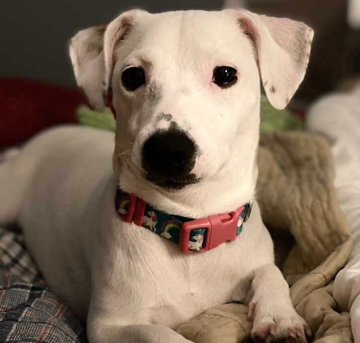 Photo of Daisy