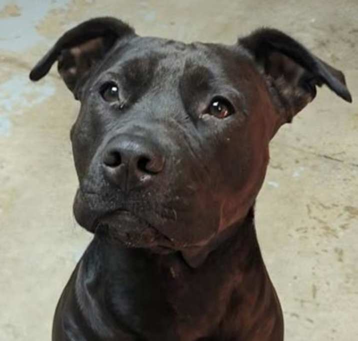 Photo of Luna