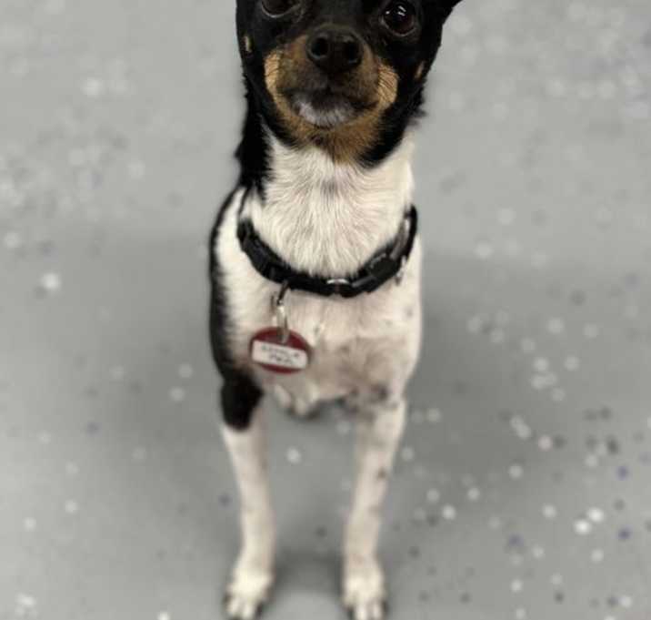 Photo of Little Pea *LOCAL*