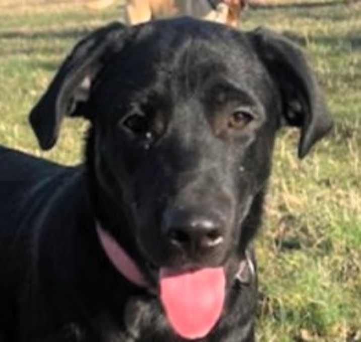 Photo of Sable