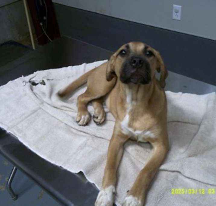 Photo of Piper