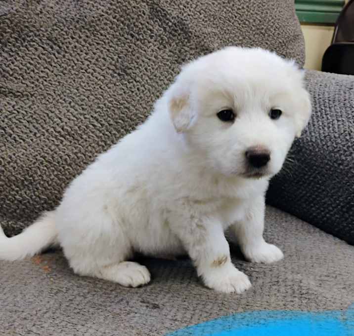 Photo of BARNEY