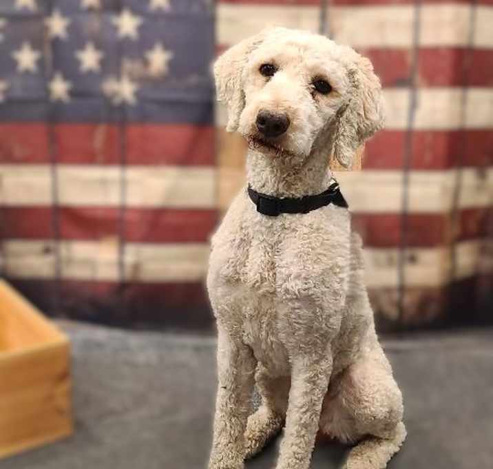 Photo of Daisy Mae-ADOPTION PENDING