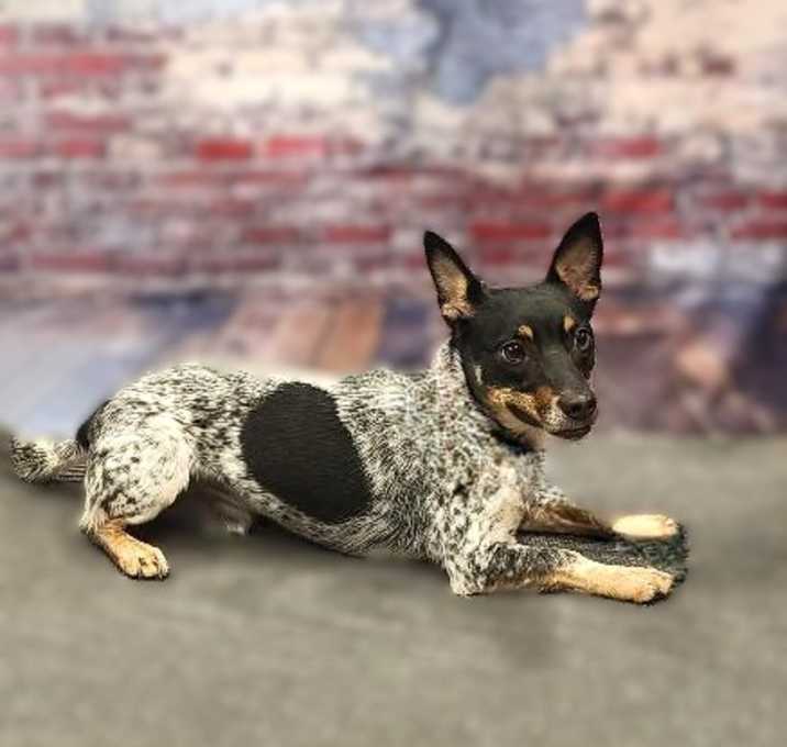 Photo of Ozzy-ADOPTION PENDING