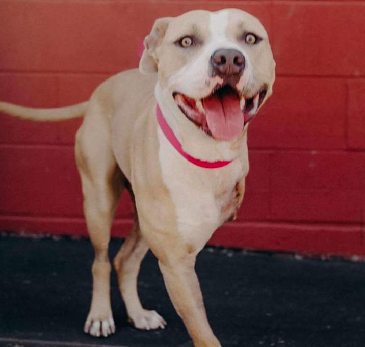 Photo of Champ