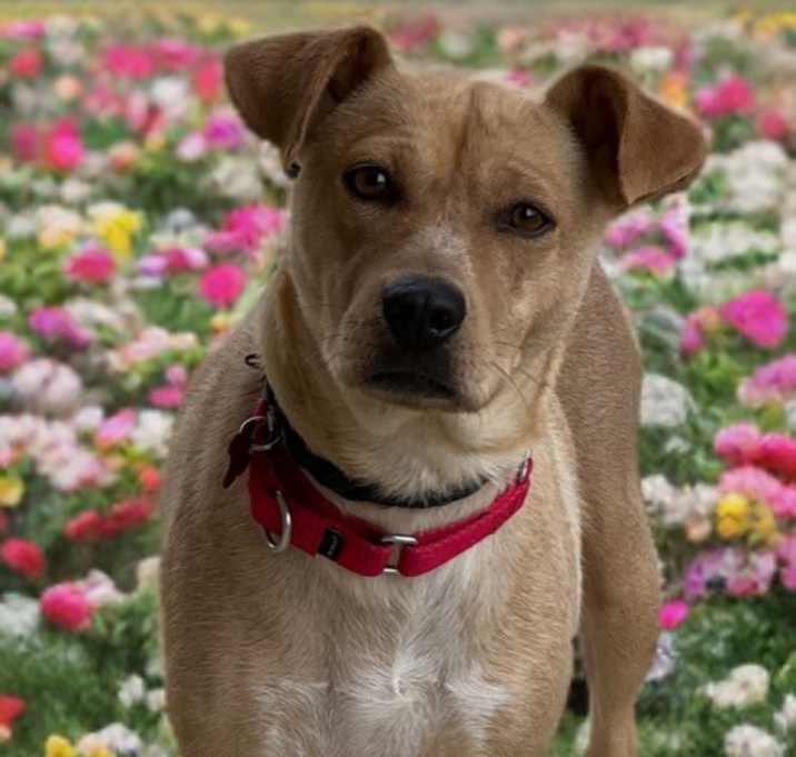 Photo of Dixie