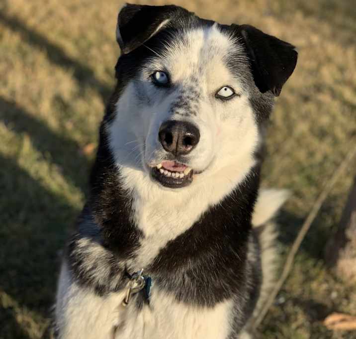 Photo of Bandit