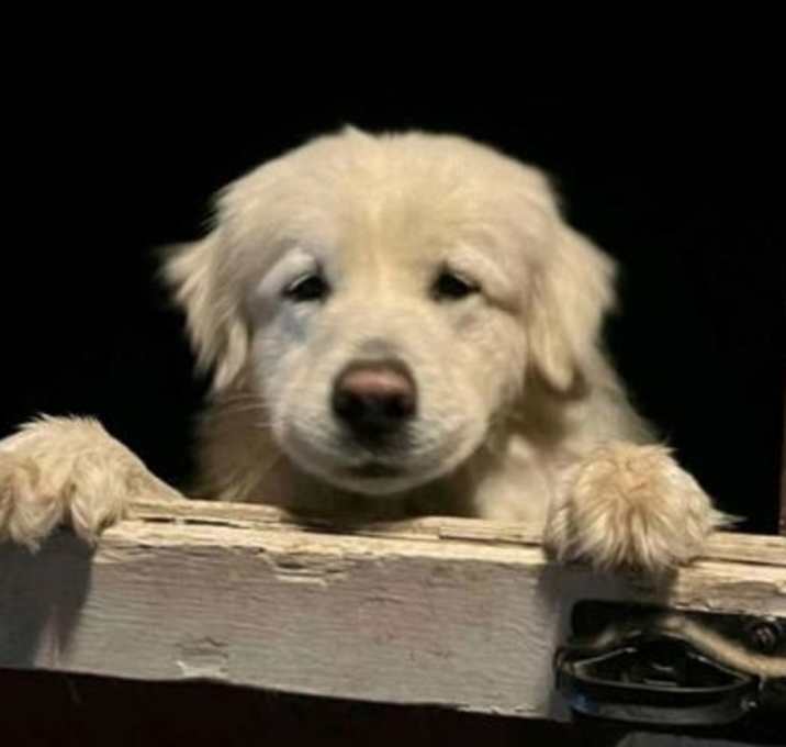 Photo of Ozzy