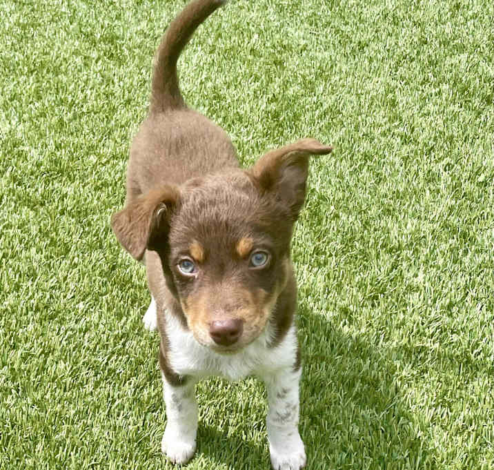 Photo of Bruno