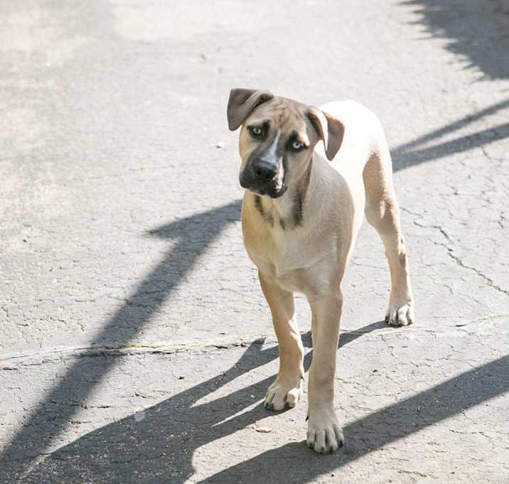 Photo of Buddy
