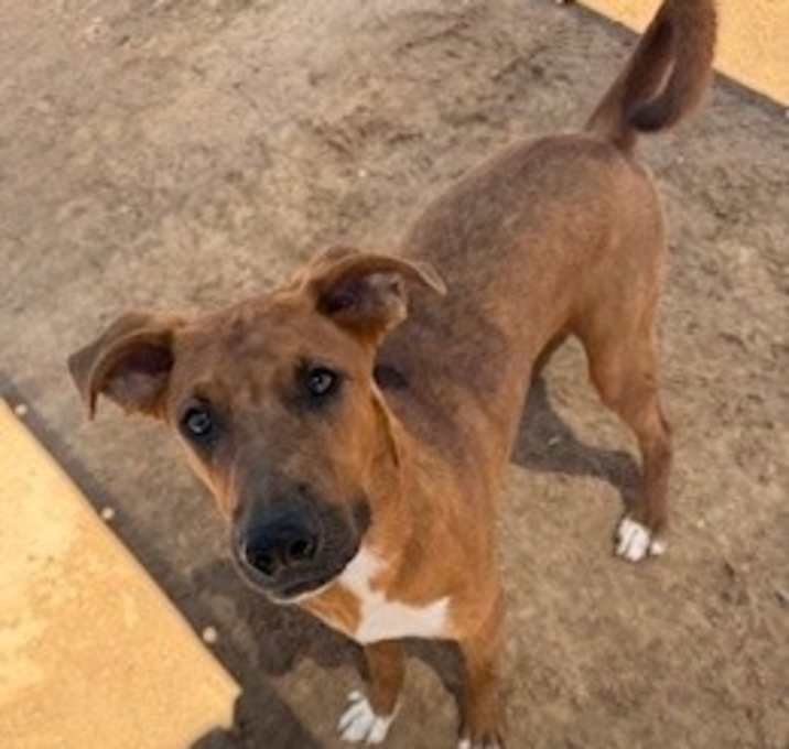 Photo of Otis