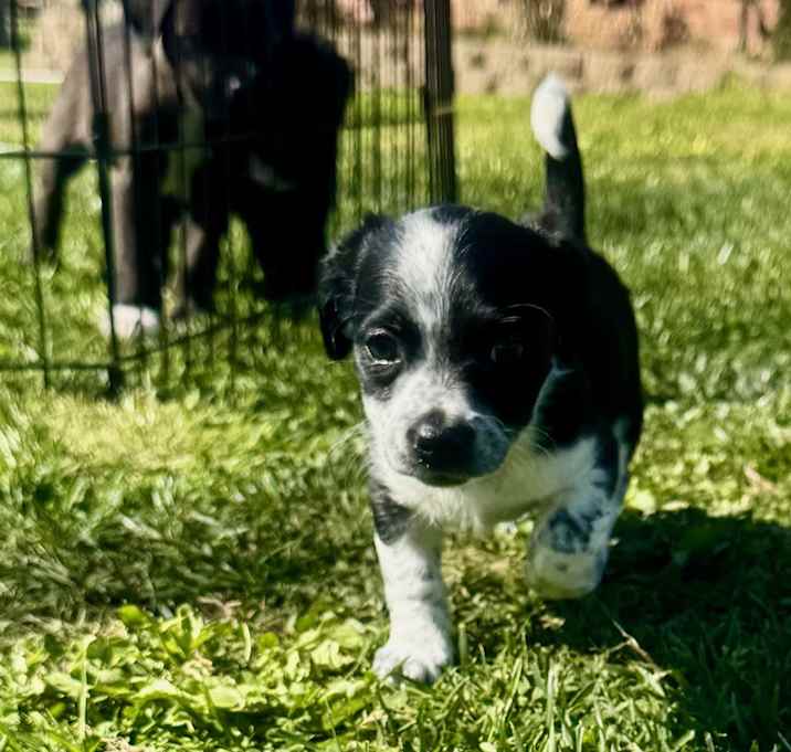 Photo of Dolly