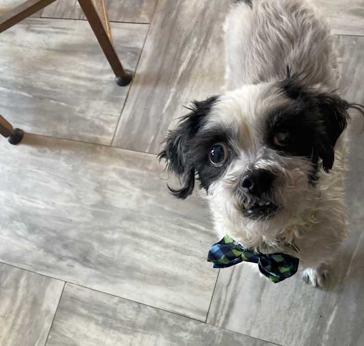 Photo of oreo