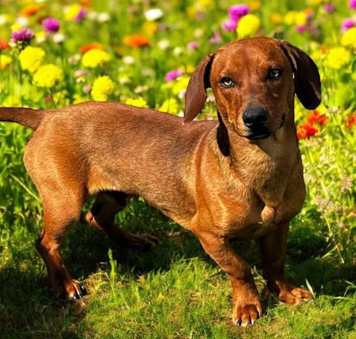 Photo of Milo